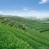 今年上半年福建出口茶叶同比增长18%