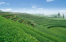 今年上半年福建出口茶叶同比增长18%