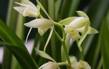 这里的兰花别样“红”
