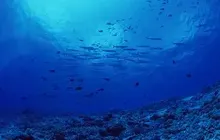 国产“利器”，为海洋体检