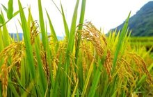 随着稻香，看“单产冠军”如何炼成