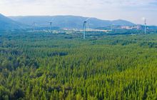 平潭发展：林业龙头的转型之路，政策东风下的资本宠儿