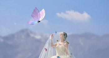 雪山蝶舞/Snow mountain