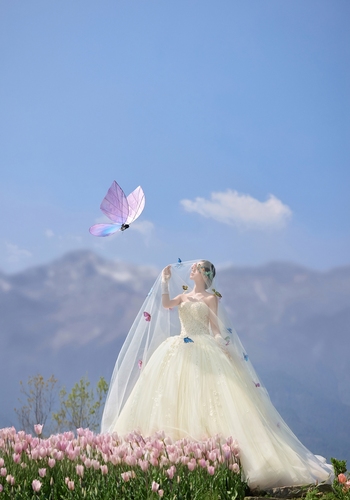 雪山蝶舞/Snow mountain